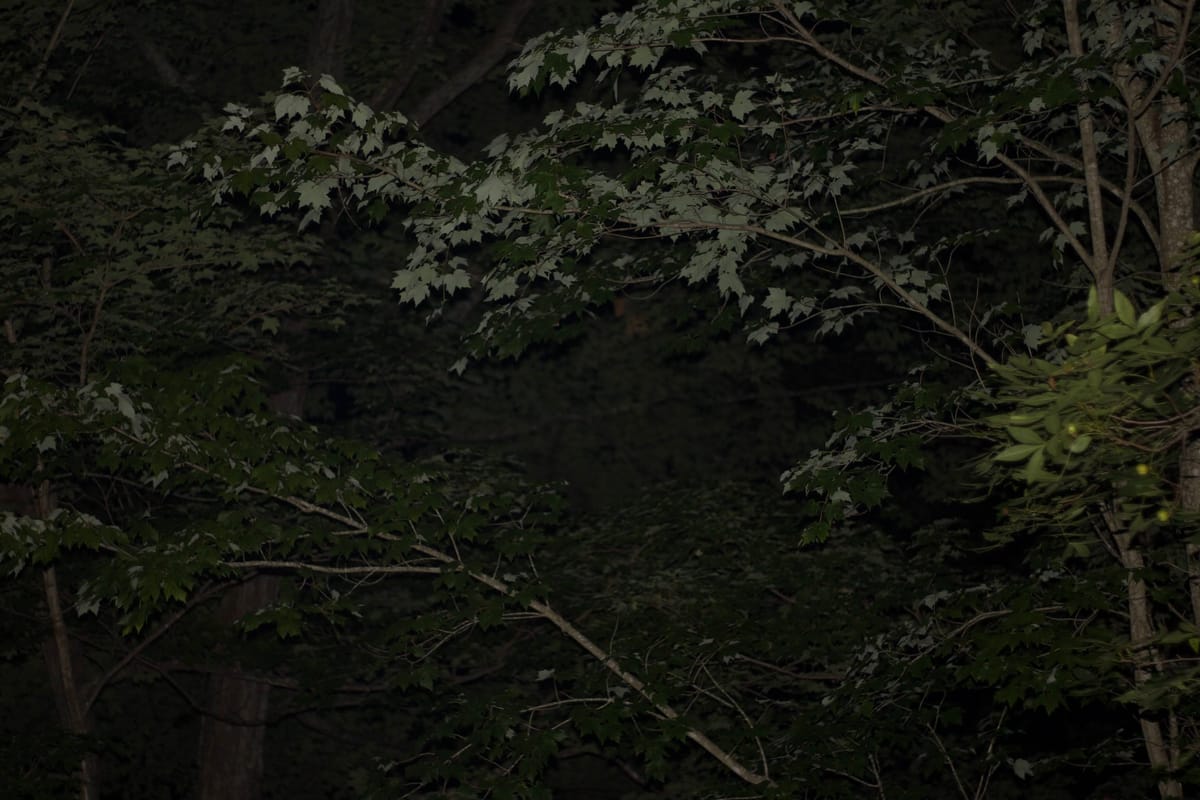 Will you go mad? Will you go Wild?