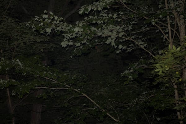 Will you go mad? Will you go Wild?