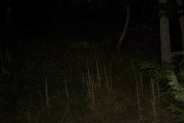 To Sleep, Perchance to Dream